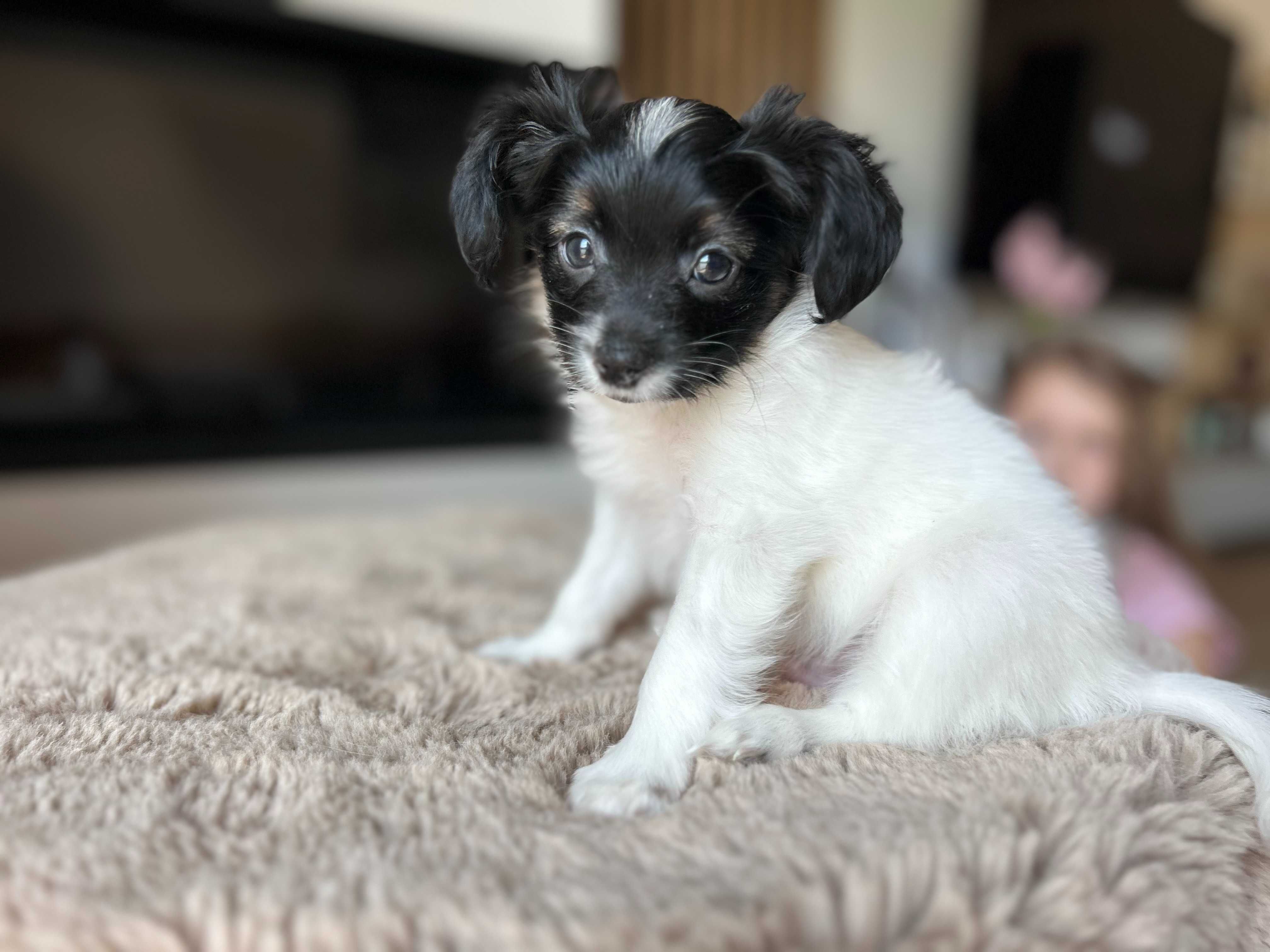 Szczeniak Papillon Spaniel Kontynentalny FCI