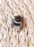 Skakun samica + samiec P.regius everglades l4/5
