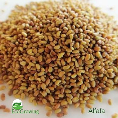 Sementes de Alfalfa Biológicas 100Gr / Microvegetais / Germinados