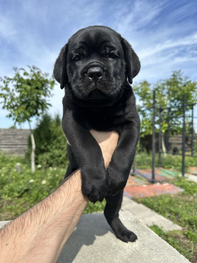 Унікальний Корсо 2міс хлопчик Метью весь чорний