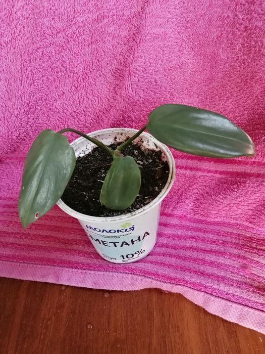 Філодендрон, монстера кімнатна рослина