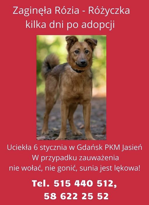 ZAGINĘŁA: Rózia ruda suczka sunia do kolan poszukiwana