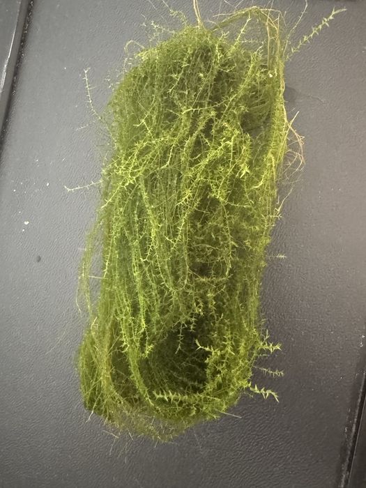 Знижка!!!Акваріумний мох: Крістмас мох, Яванський мох