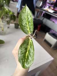 Aglaonema Lemon mint sadzonki