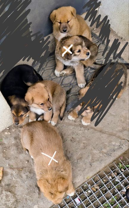 Oddam pieski w dobre ręce