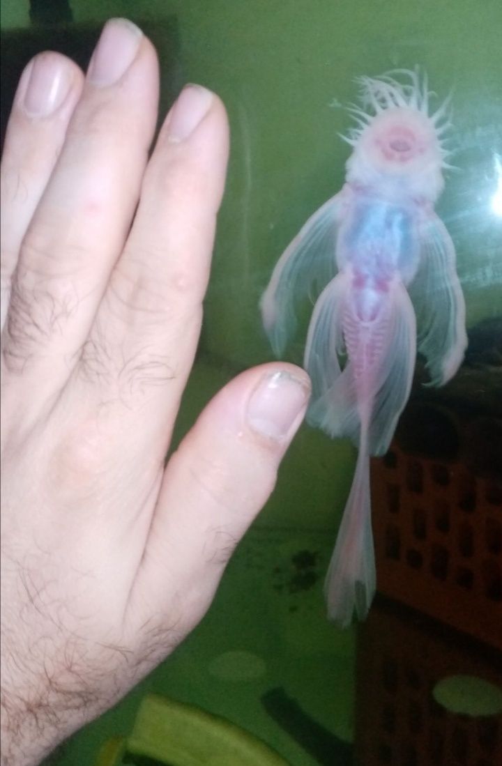 Ancistrus Snow White long fin weloniasty glonojad zbrojnik