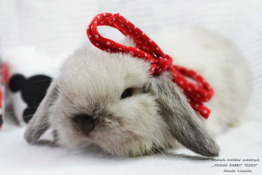 Króliki miniaturki mini lop