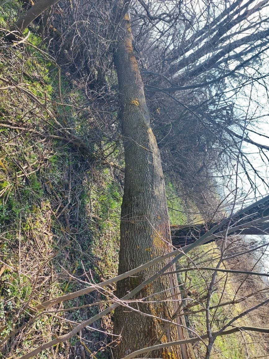 Деревина на дрова.