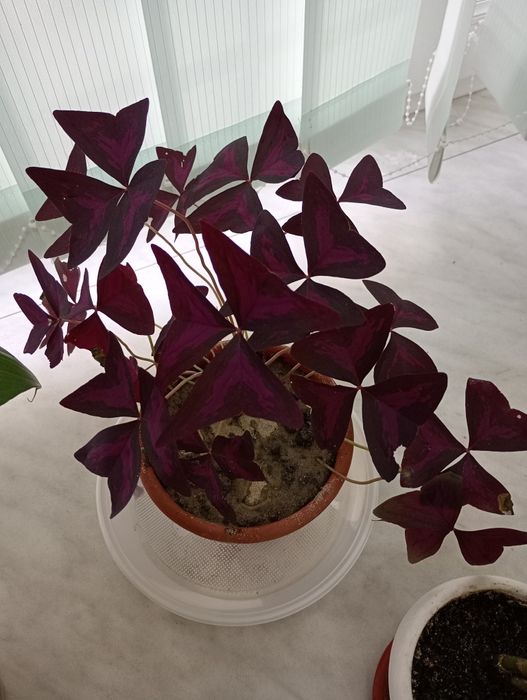 Срочная продажа комнатных цветов в вазонах для офиса и дома.