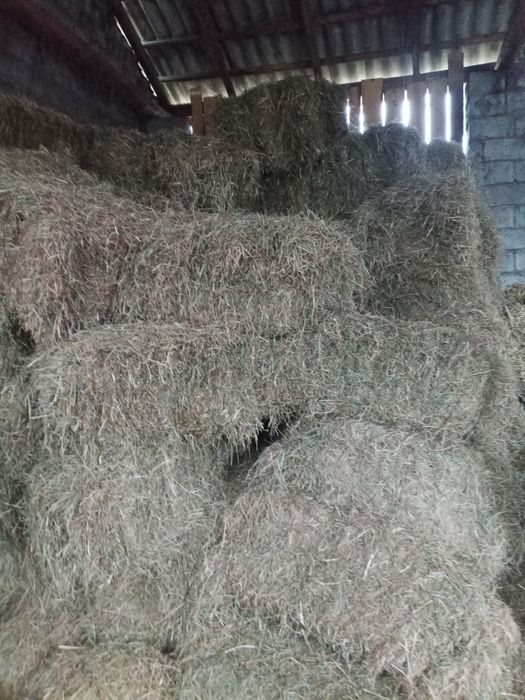 Sprzedam siano w kostkach
