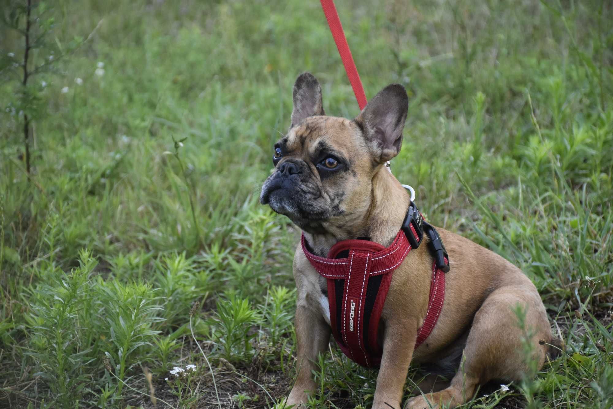Buldog francuski wspaniała suka