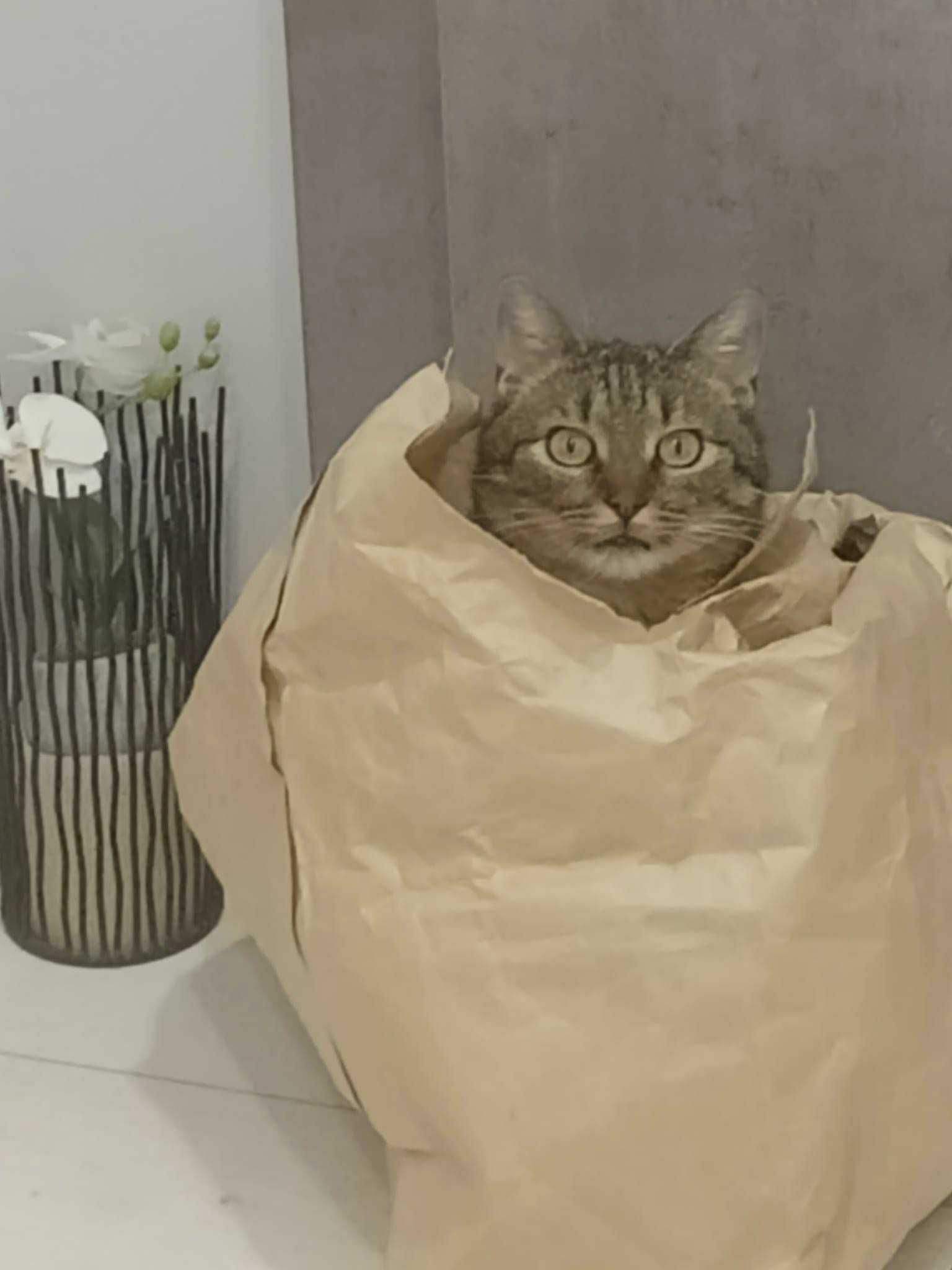 Zuzia - cudowna kotka szuka domu!
