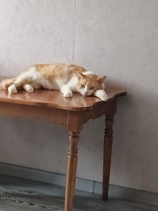 Киця Мальта стерилізована