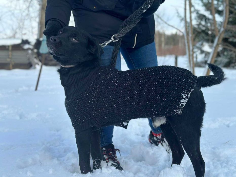 Nie pozwól zostać na zawsze Orlando w schronie