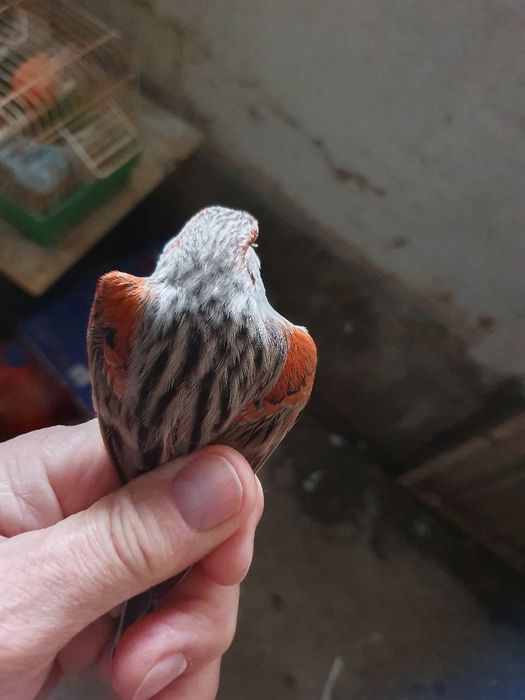 Canários agatas classico um casal