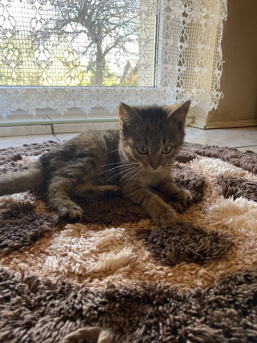 Oddam kotke w dobre ręce