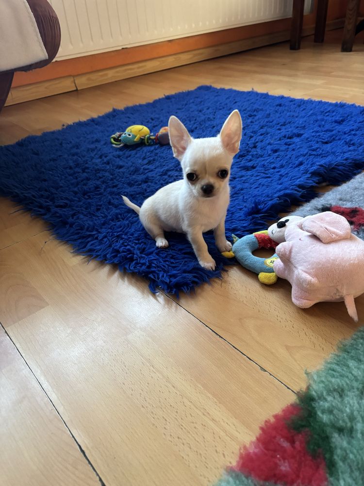 Chihuahua krótkowłosy piesek FCI