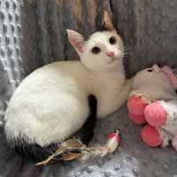 Eskimos - kot samotnik do adopcji