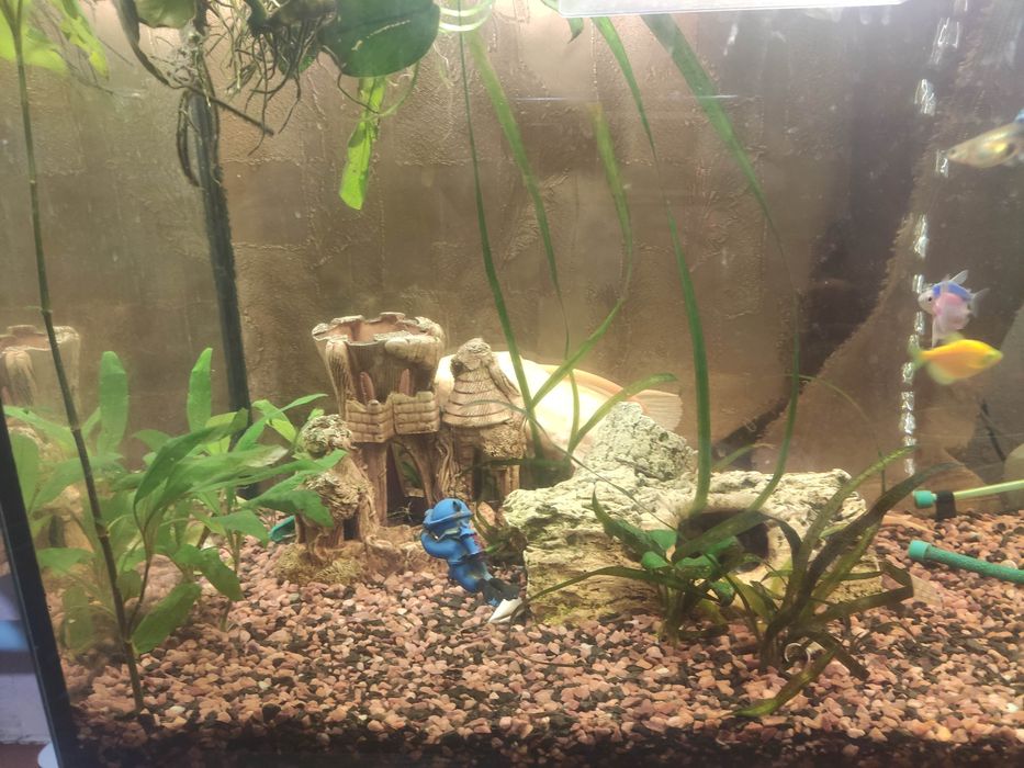 Продам Аквариум СРОЧНО