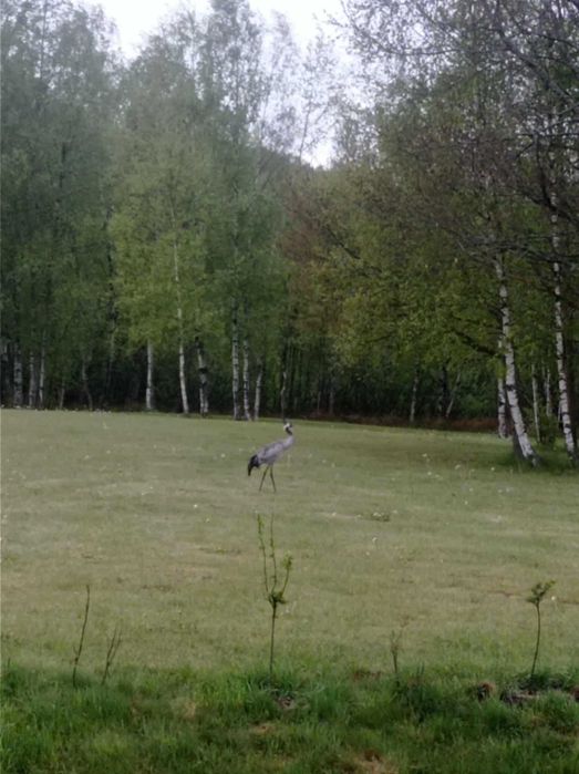 Domki całoroczne na wynajem