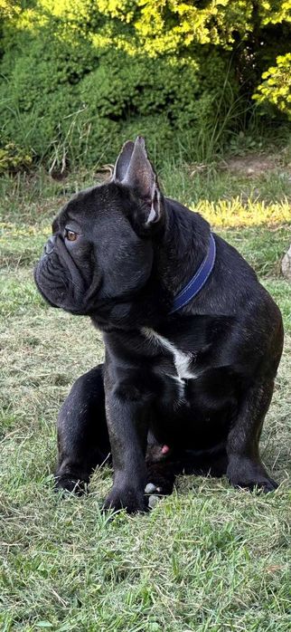 Buldog francuski