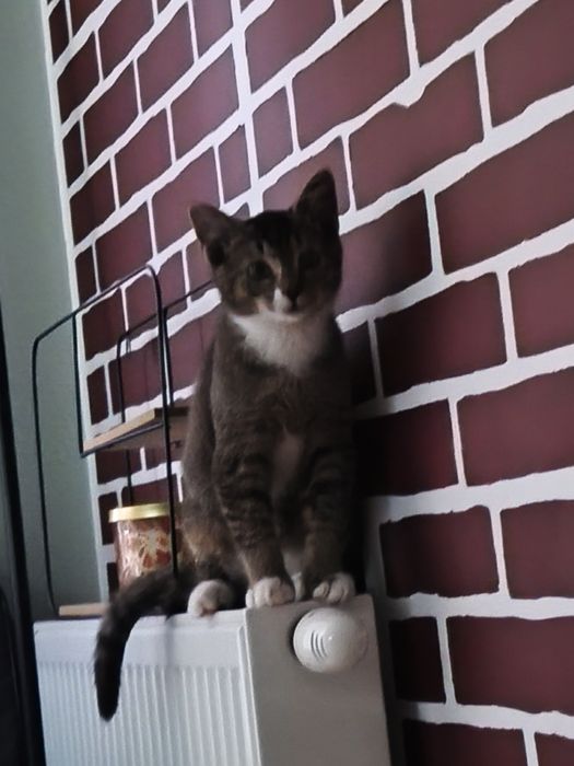 Felek, kociak do adopcji.