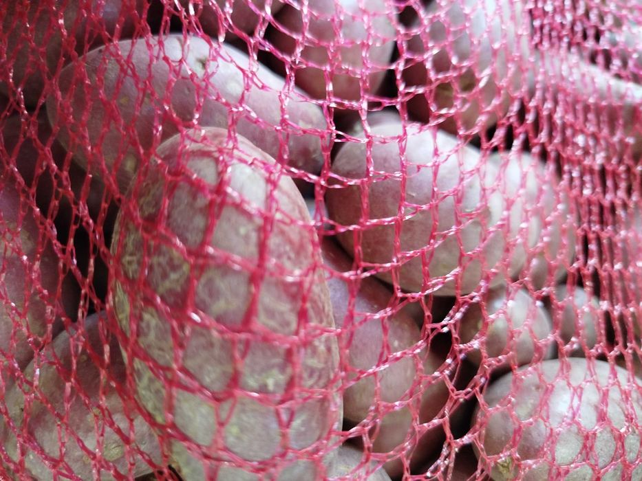 Batata pequena para assar