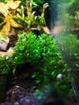 Fissidens sp. miroshaki 20 gałązek