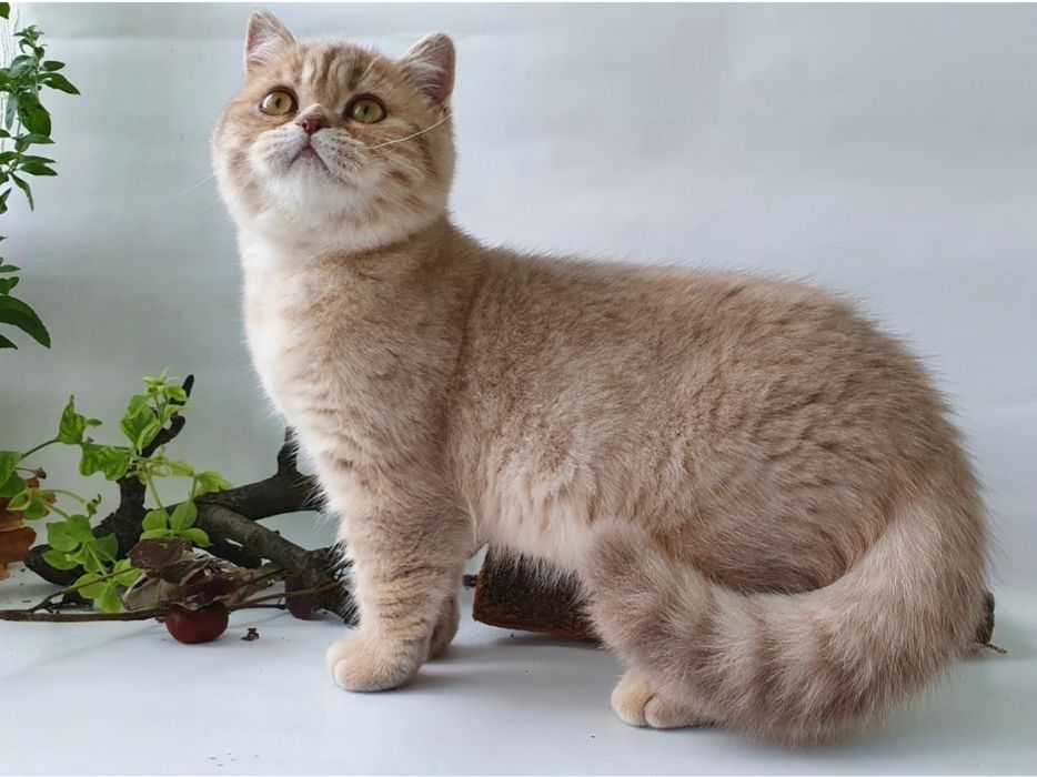 Рыжий котик порадует Вашу семью, котенок клубный британец. Котята Киев