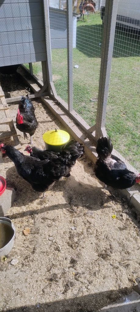 Jaka lęgowe australorp czarny