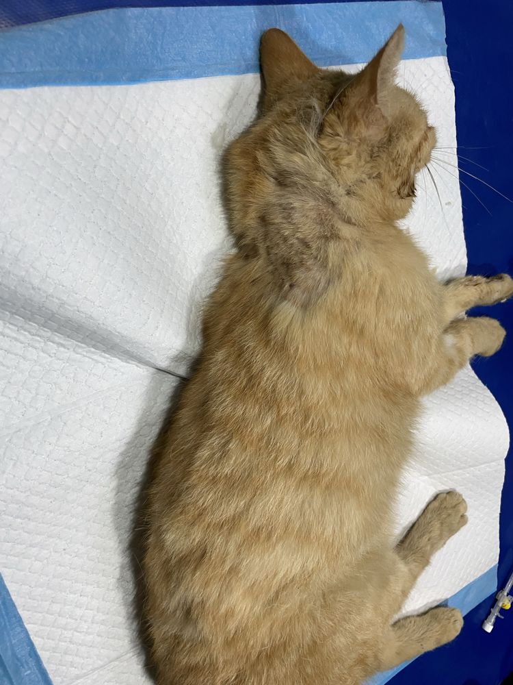 Знайдено кота у тяжкому стані
