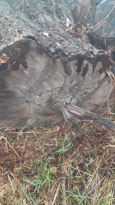 Віддам верби в наявності 20 штук