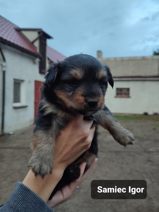 Szczeniak do adopcji