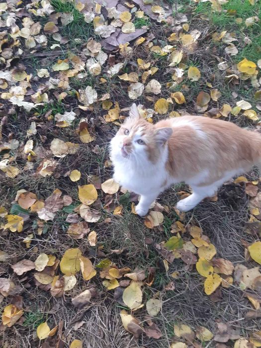 Лагідний котик шукає добрих господарів.