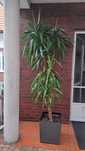 Dracena w donicy