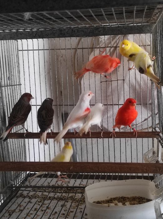 Canários viárias raças