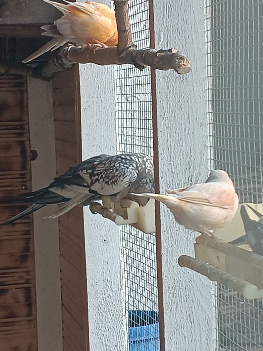 gołąbki diamentowe