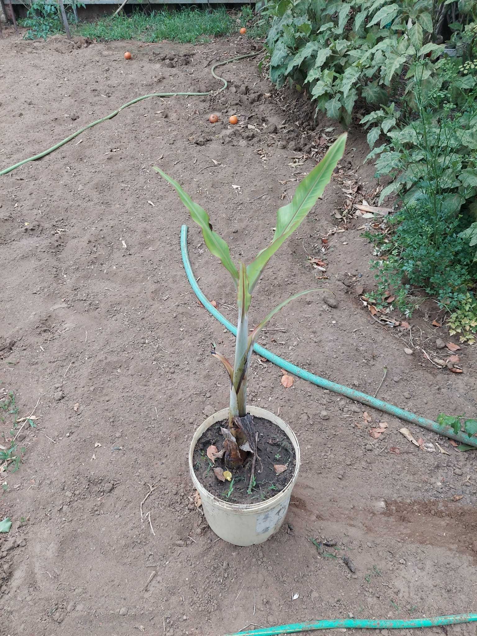 Plantas de bananeiras com vários tamanhos