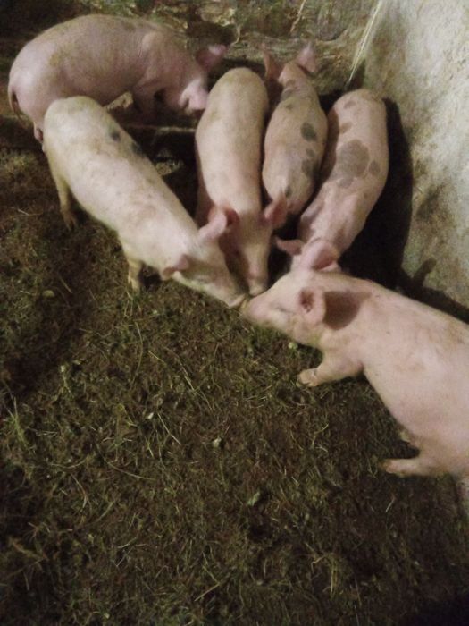 Продам поросята петрен