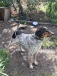 Oddam psa rasa labrador kundel