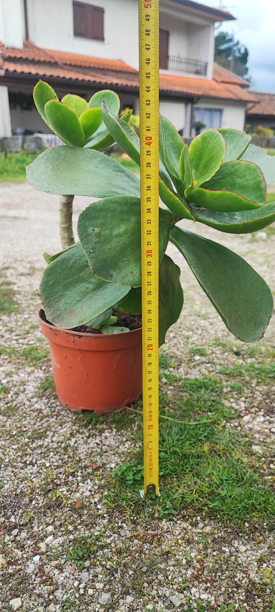 Planta suculenta