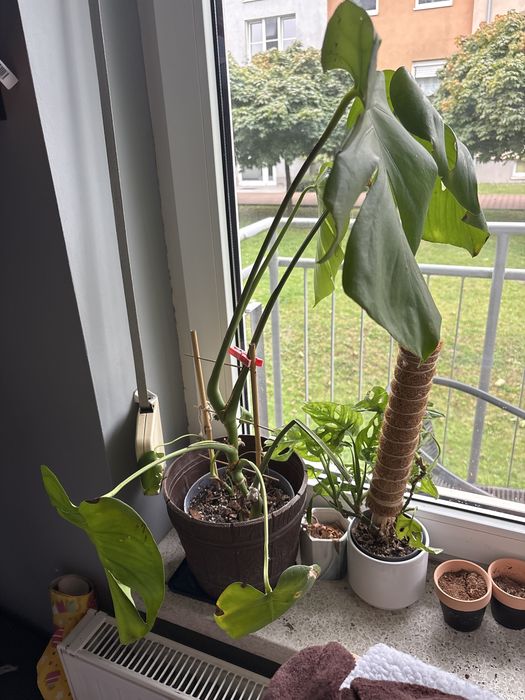Spora monstera z oslonka