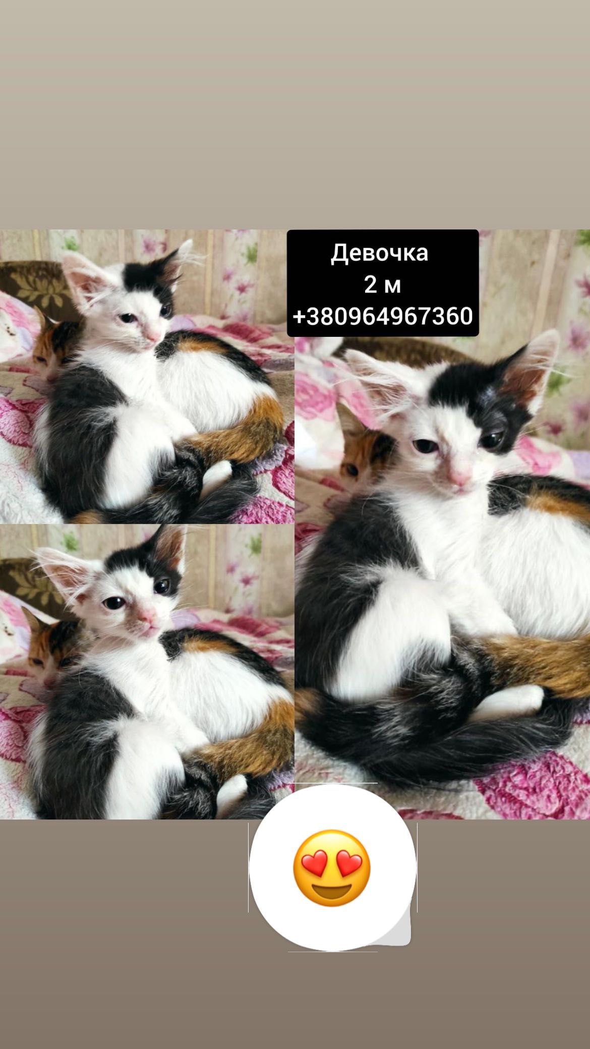 Срочно заберите котенка, пожалуйста