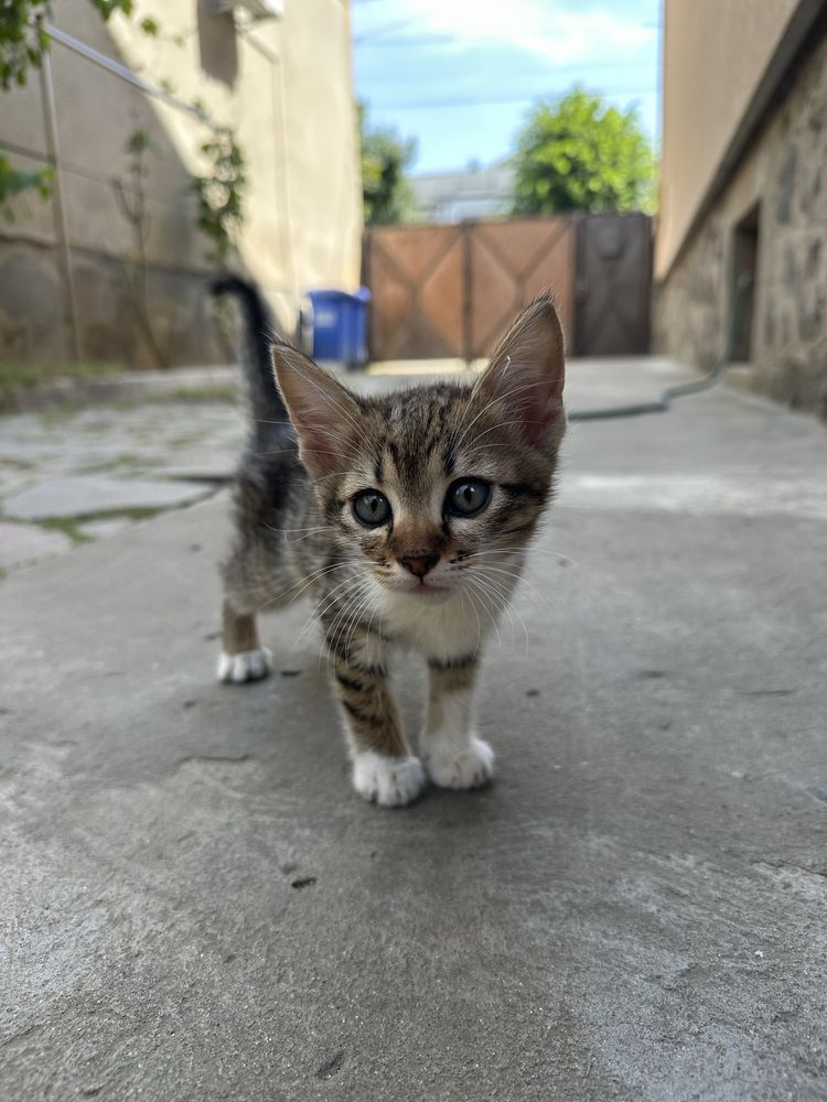 Віддам котика