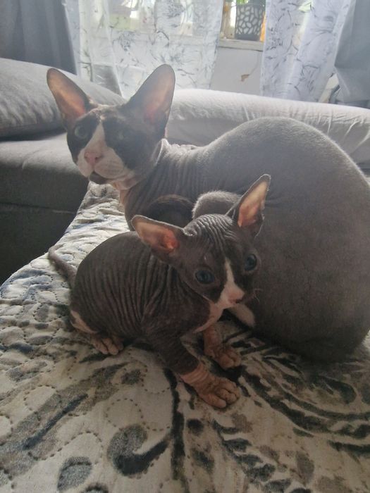 Sfinks dziewczynka Sofia Gen heterochromii