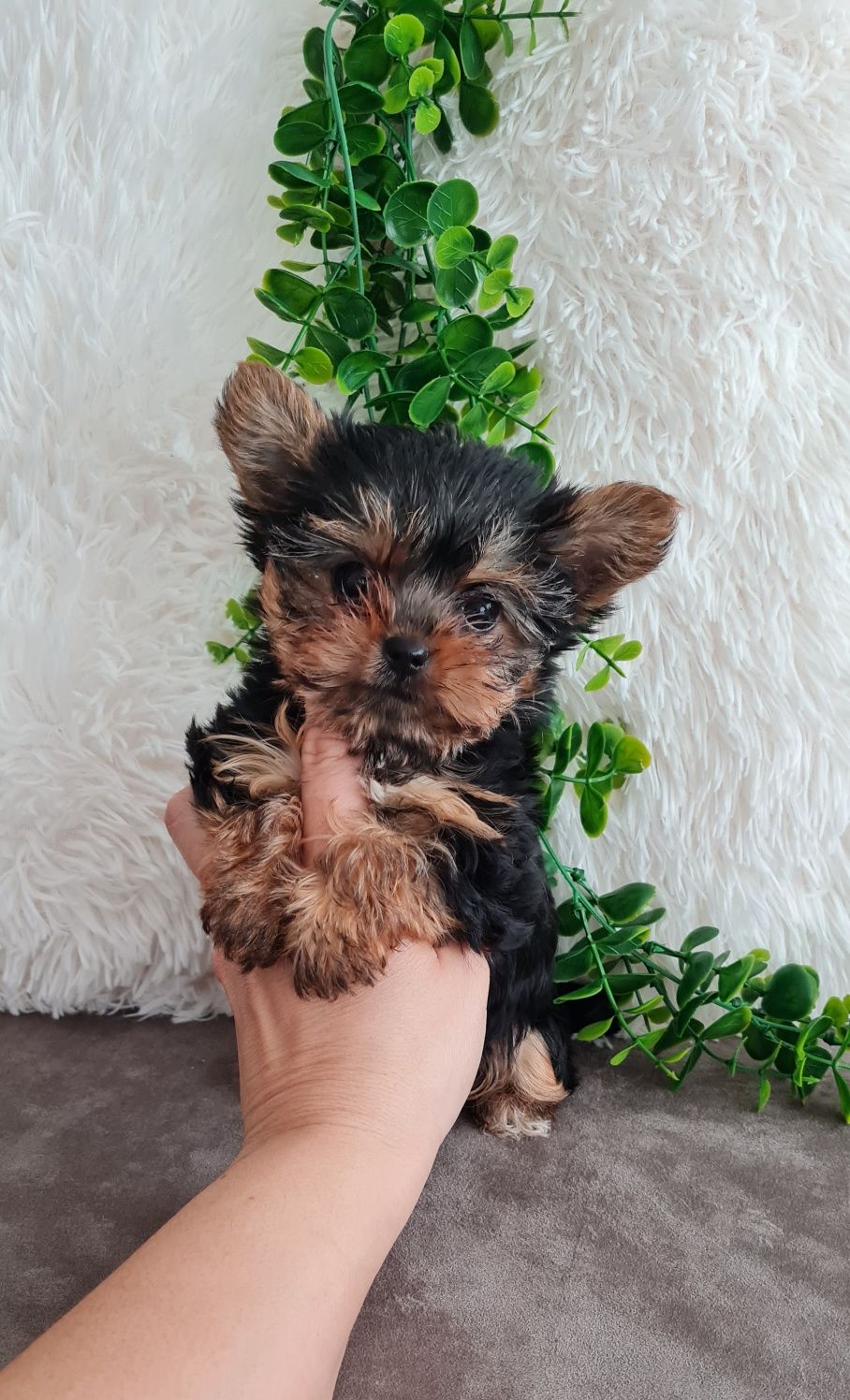 Yorkshire Terrier, mini, top
