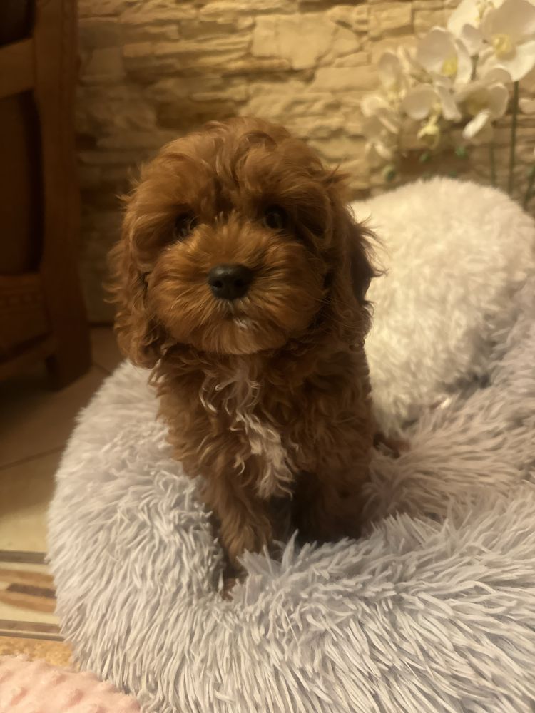 Cavapoo piesek tata pudel toy red brown mama cavalier blenheim