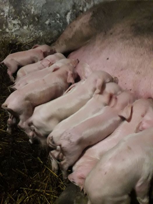 Продам поросят ландрас