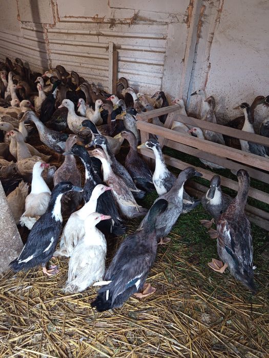 Kaczory i kaczki piżmowe, biegus indyjski,staropolskie