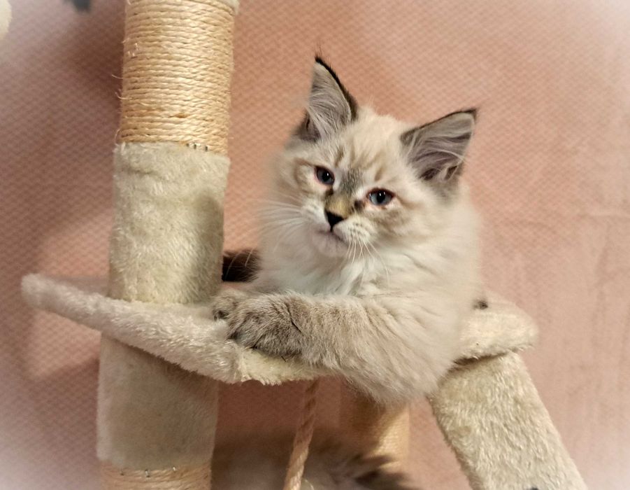 Kocurek Syberyjski Neva Masquerade – Gandalf, szara obróżka PZF